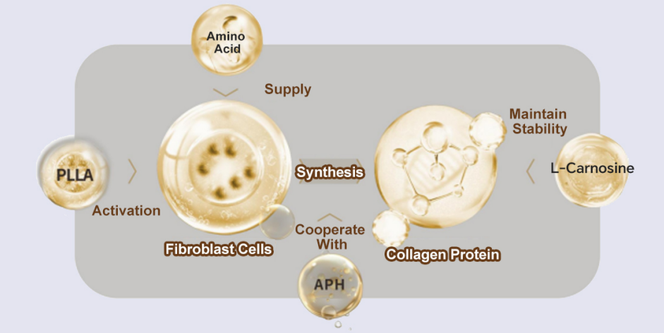 PLLA Skin Booster